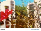 MAL-malabata bungalows (24350 visits, rating score 3.89) MAL-malabata bungalows
