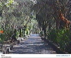 IPS-alleecedres (21415 visits) IPS-alleecedres
