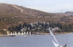 foca voile (21107 visits, rating score 3.88) foca voile