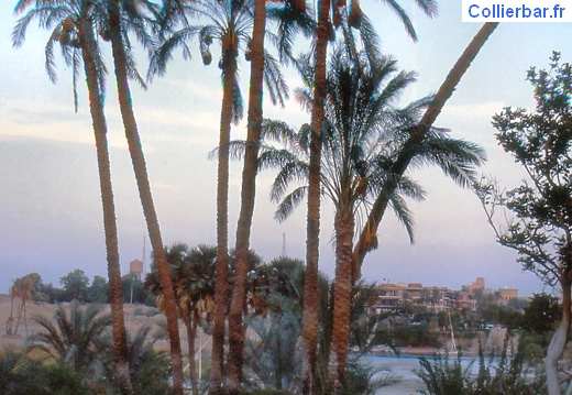 Assouan13-Jardin2 (3397 visits) Villa Amoun - Année 2000
Le jardin de devant avec vue sur l'hôtel Old Cataract Assouan13-Jardin2