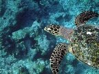 tortue