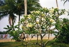 Club Med Assinie