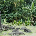 Moorea