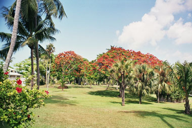 Paradise Island les jardins