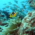 El Gouna En plongée