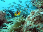 El Gouna En plongée (23647 visits) rencontre avec un poisson clown El Gouna En plongée