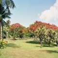 Paradise Island les jardins