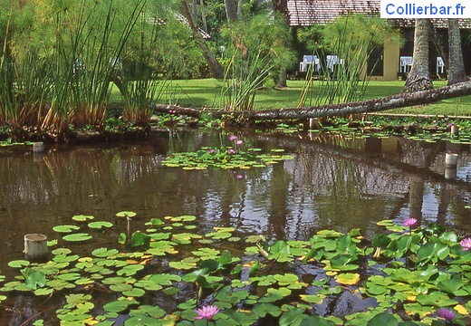 L'etang aux nénuphars (6935 visits, rating score 2.91) Giverny, les jardins de Claude Monet ? Non l'étang aux nénuphars de Moorea !! L'etang aux nénuphars