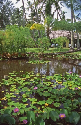 L'etang aux nénuphars