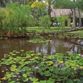 L'etang aux nénuphars