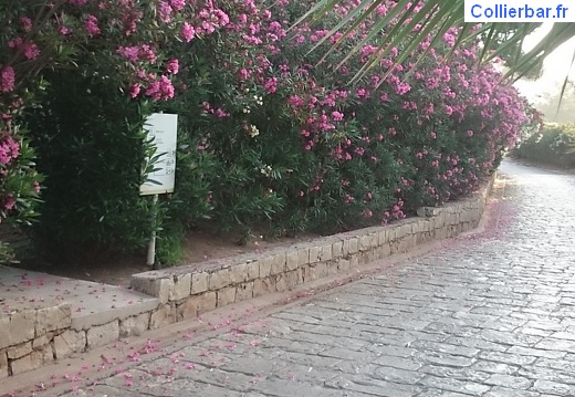 Kamarina 2015 le Villagio (1272 visits) Kamarina 2015 le Villagio Kamarina 2015 le Villagio