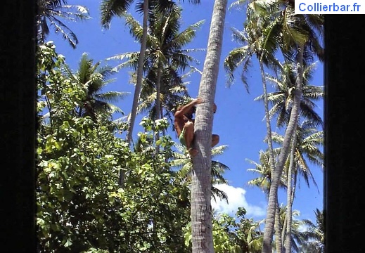 cocotier (693 visits) Aller chercher la noix de coco cocotier