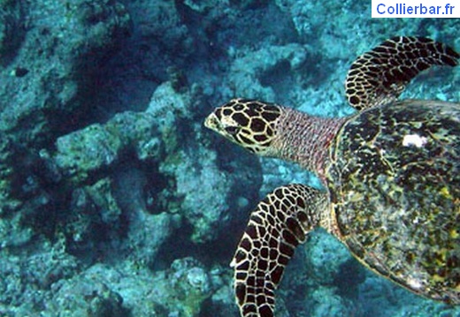 tortue (469 visits) tortue