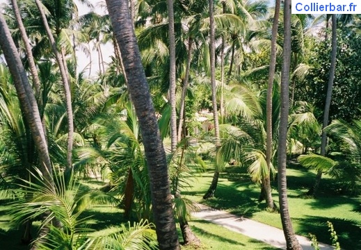 jardin (573 visits) jardin
