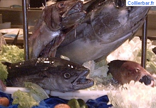 poisson (652 visits) poisson