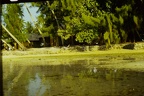 Moorea