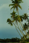 Moorea
