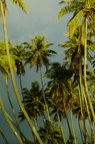 Moorea
