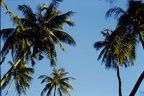 Moorea